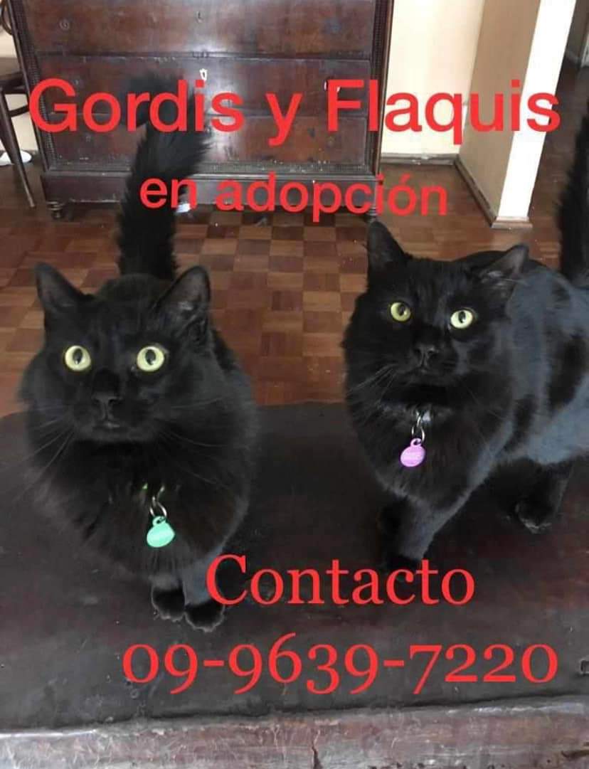 AlikPinosAcosta's tweet photo. Hola, somos Gordis y Flaquis y les vamos a contar nuestra historia. Vivimos en Quito y fuimos adoptados por una persona con NULA conciencia de la responsabilidad que implica tenernos y al poco tiempo, se fue del país dejándonos SOLOS en un apartamento en el que no viven humanos 1 https://t.co/2nKBvzgpto