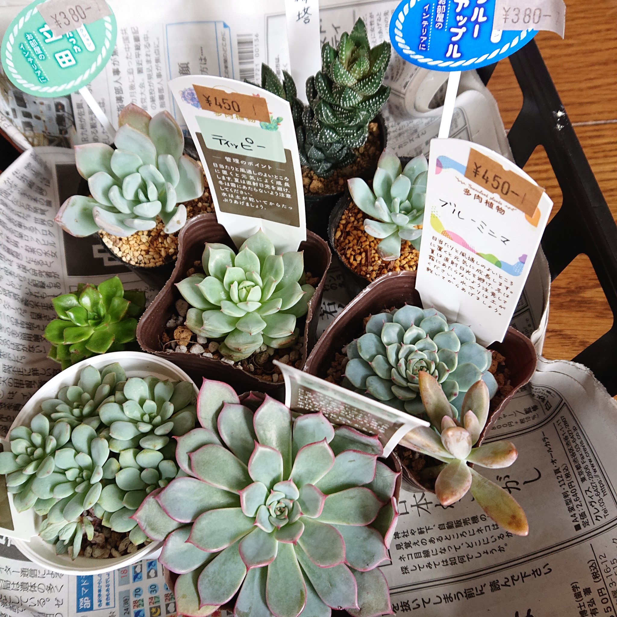 最安値で エケベリア 多肉植物 群生 大 レボリューション丼 植物 観葉植物 インテリア 住まい 小物 Belvtor By