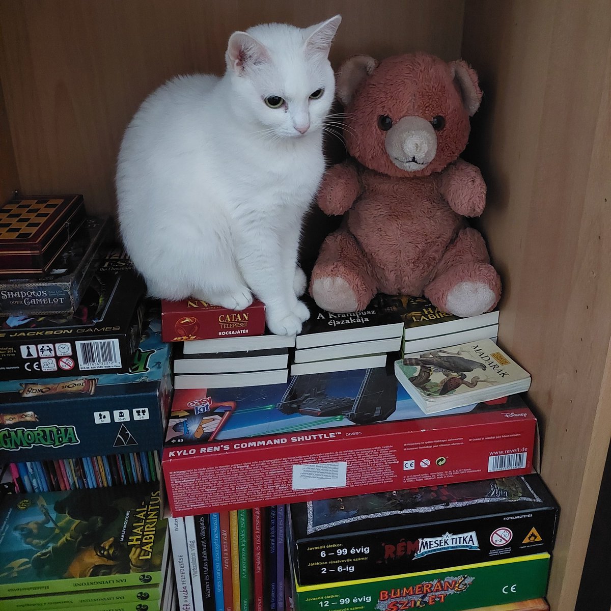 ChameleonComix's tweet photo. Meet Myrtill, the brave sentinel of the Chameleon Comix HQ. :) @fightingfantasy @jonathangreen   #acegamebooks #StarWars #stevejacksongames #chess #cat #teddybear #comics #catan https://t.co/zCqKLv4Nnl
