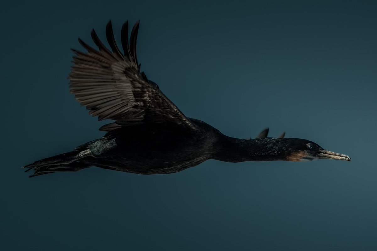 A Brandt’s Cormorant Full Flight.