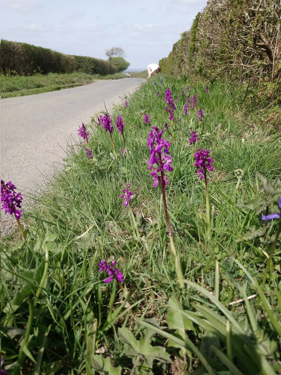 EmmaJane2872919's tweet image. A wet Thursday today, so here is a throwback photo I took in spring. No, that's not David Bellamy! 🤣
#earlypurpleorchid #thinkingofspring #wildflowersindevon #springindevon #weekendaway