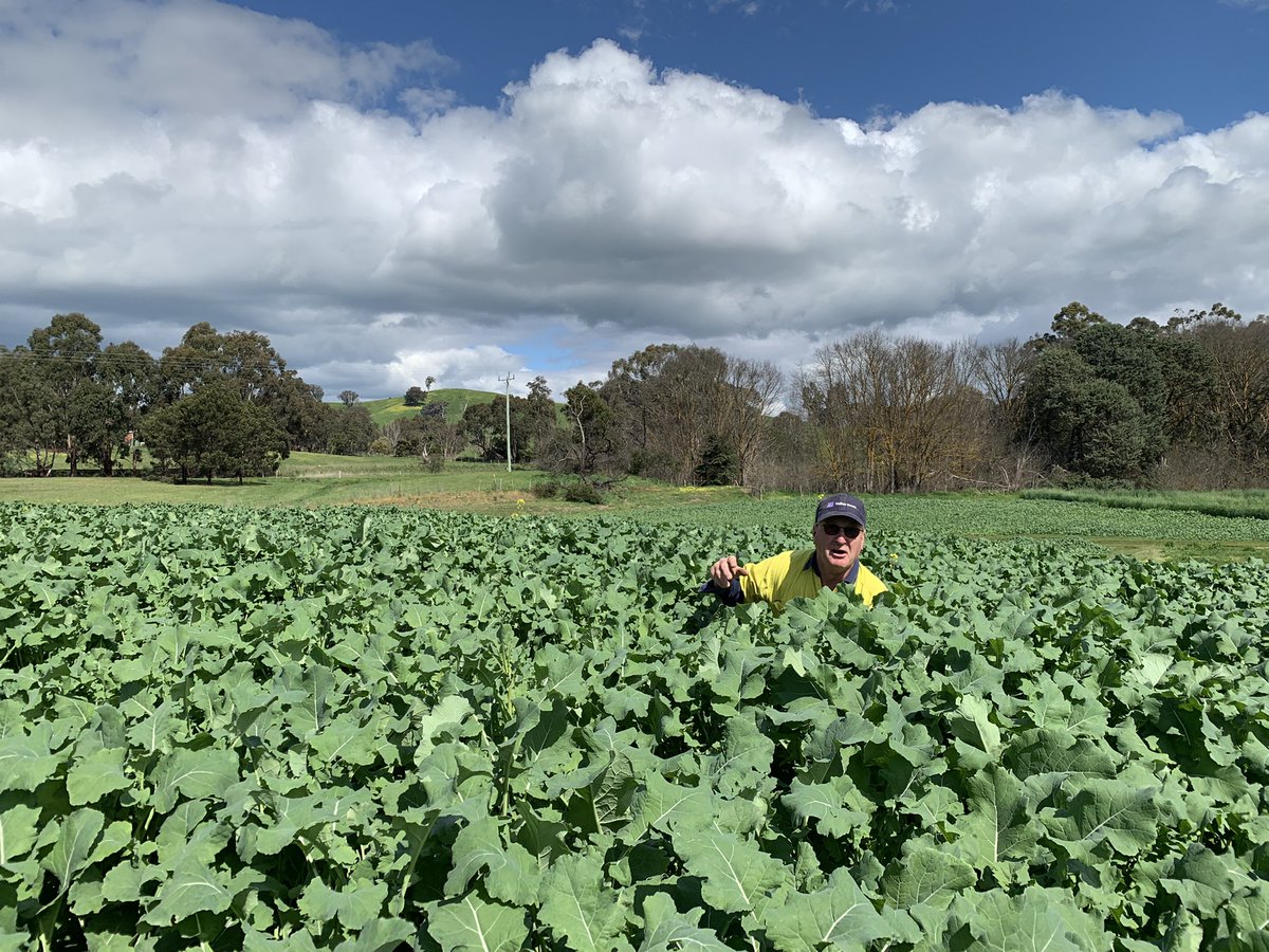 smcmaster45's tweet photo. Hobson rape winter crop looking good at Yarck Victoria. Model is definitely not kneeling in the crop this is definitely to scale. 🤣 #hobson #brassica #changethenamefromrape https://t.co/t4DHLK1tJe