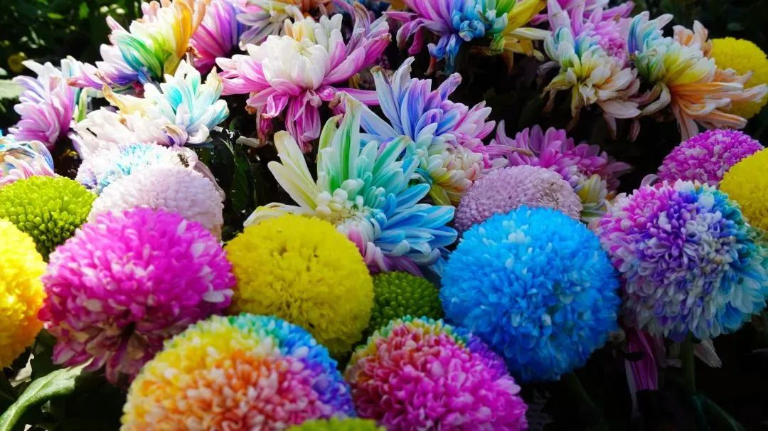 OrdosChina's tweet photo. Have a look here! The Kangbashi Shuangju Square in #Ordos city has just been decorated with more than 110 kinds of #chrysanthemums to welcome the upcoming National Day. The flower exhibition area even exceeds 8,000 square meters. #BeautifulOrdos https://t.co/8aS7CHa5Qh