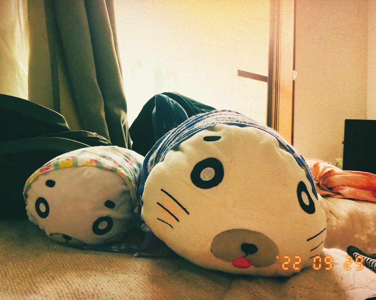 hechiriq's tweet photo. 昼寝して目が覚めたら見つめられてた
‥エモいレトロ風なやつ撮れた

#少年アシベ　#ゴマちゃん　#レトロ　#エモい　#アザラシ　#可愛い被写体のいる生活 https://t.co/hqPAqX5vxs