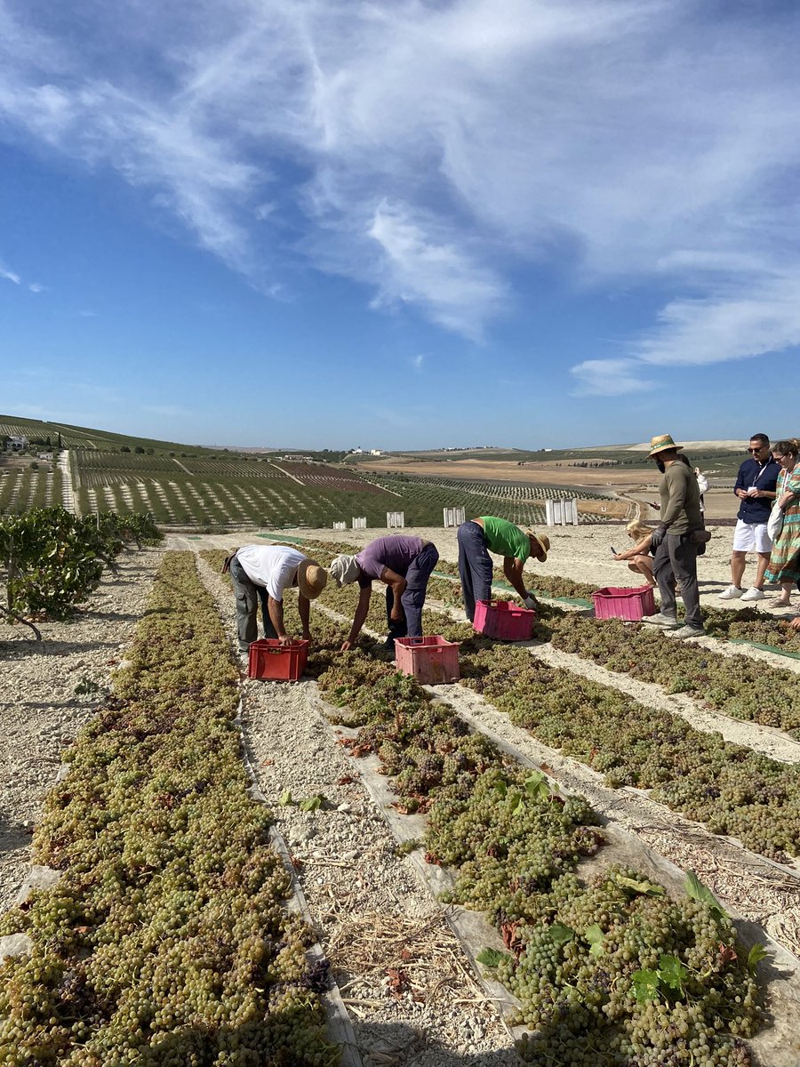 rtroyano's tweet photo. Avui a @diaridtarragona la meva experiència al #sherrymaster d @TioPepeFino amb 1mestre i orador excepcional @Hacedordevinos i la ciència aromàtica molecular d @papillesetM
Xerès a la pell. Moltes lliçons apreses de com abraçar un patrimoni únic
https://t.co/WWRhFM8qrc
#wine https://t.co/nCblgLmAAL