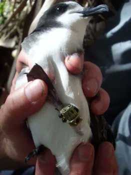 NEW PAPER in #ornithology shows that tracking #seabirds with legring-mounted #geolocator devices does not reduce annual survival: buff.ly/3SunPi7