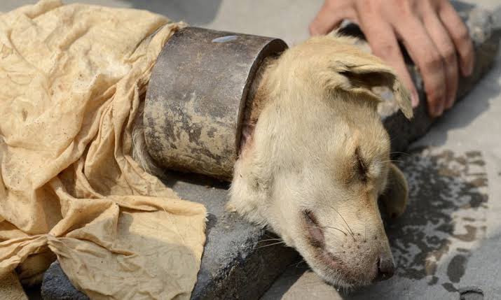 roberts_rescue's tweet photo. Animals too can feel pain and they’re emotional. Let’s work together fight dog meat. Your Donation means a lot, helping us to run the rescue center; all donations are through PayPal email bkr0521@hotmail.com. Thank you. https://t.co/9O2l0xXUXF