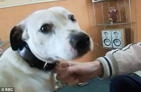 Celebrities of Scotland: Bullet