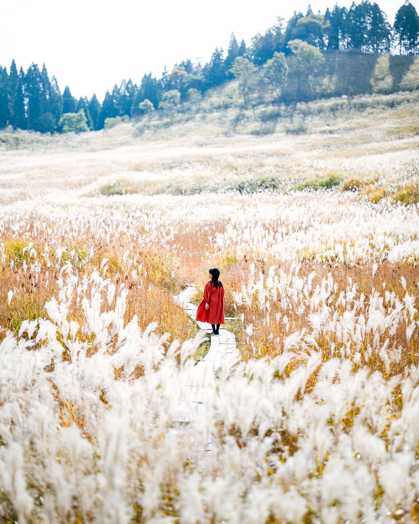 油絵 風景画 兵庫県砥峰高原 すすき【10月】【P10】 油絵 風景画 兵庫県砥峰高原 すすき【10月】【P10】 油絵 風景画 兵庫