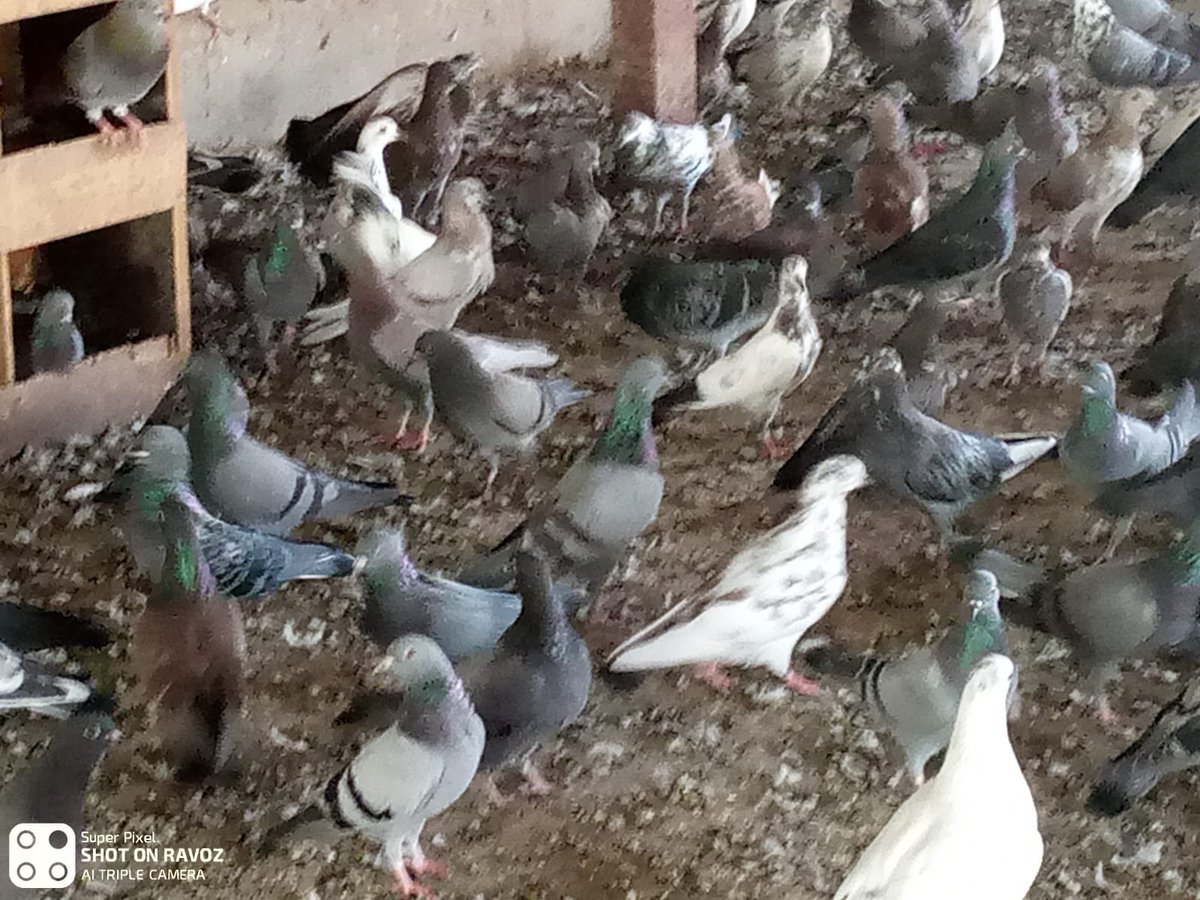 eyoonfarm's tweet photo. حمام بلدي عادي من انتاج مزرعة العيون 
سعر الزوج ٣٥ ريال

للتواصل ٣٣٦٥٦١٦٩ / محمد حسن
متوفر ك��يات https://t.co/LPLChiqTKs