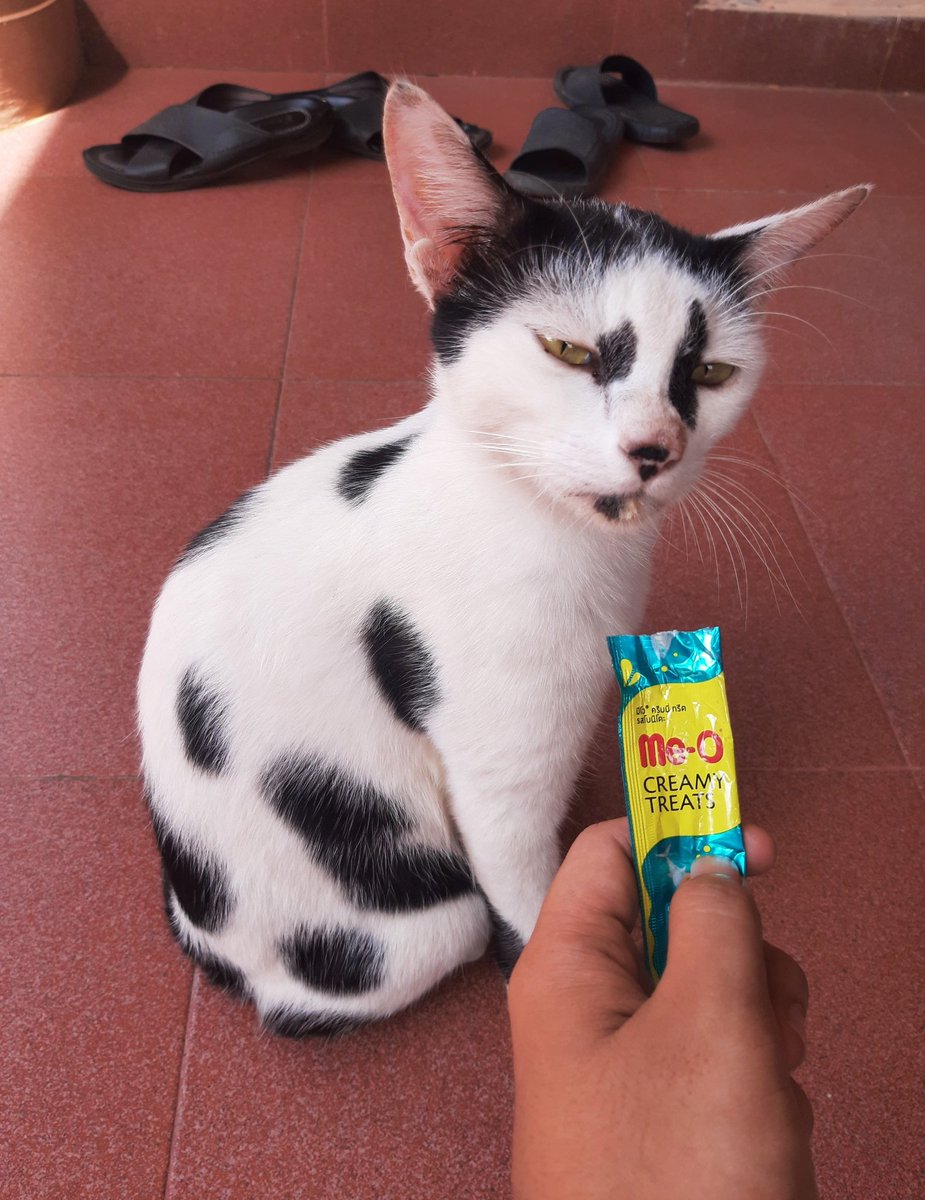 kochengfs's tweet photo. 🐈 " itu udah abis ya, masih kau kasi juga 😾" https://t.co/gSIPoLwGYY