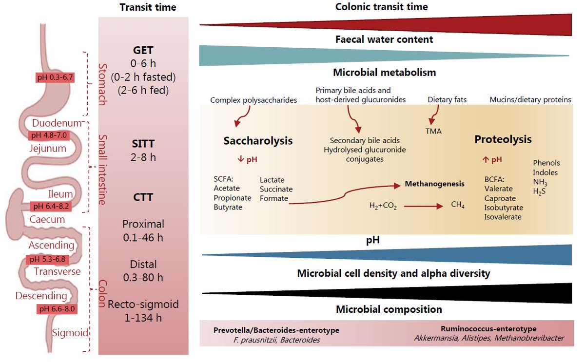 HRoager's tweet photo. Delighted to share our review on 'Advancing human gut microbiota by considering gut transit time' published in @Gut_BMJ (open access)! Huge efforts by @nicolaproch👏🍾in great collab. with @RaesLab and Tine Licht. 
Funders @novonordiskfond and @DFF_raad!🙏
https://t.co/k0aUKhEAWG https://t.co/sAZILZ49CG