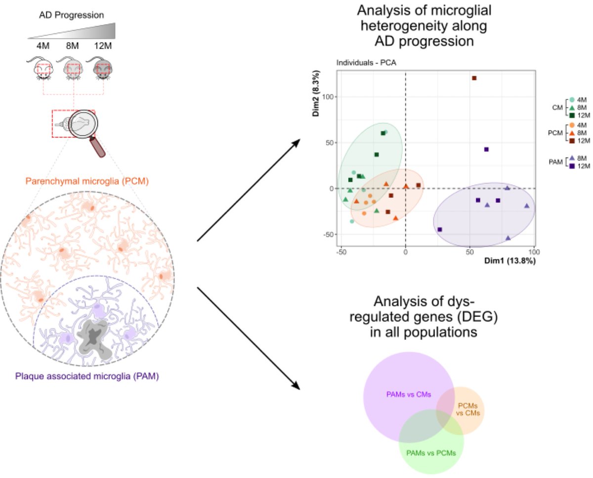 Our paper on the "Comparative analysis of transcriptome remodeling in plaque-associated and plaque-distant microglia during amyloid pathology" is out! <a href="/HirbecH/">Hirbec Hélène</a> <a href="/AHemonnot/">Dr Anne-Laure HEMONNOT-GIRARD</a> <a href="/RassendrenF/">Rassendren François</a>
…on-biomedcentral-com.insb.bib.cnrs.fr/articles/10.11…