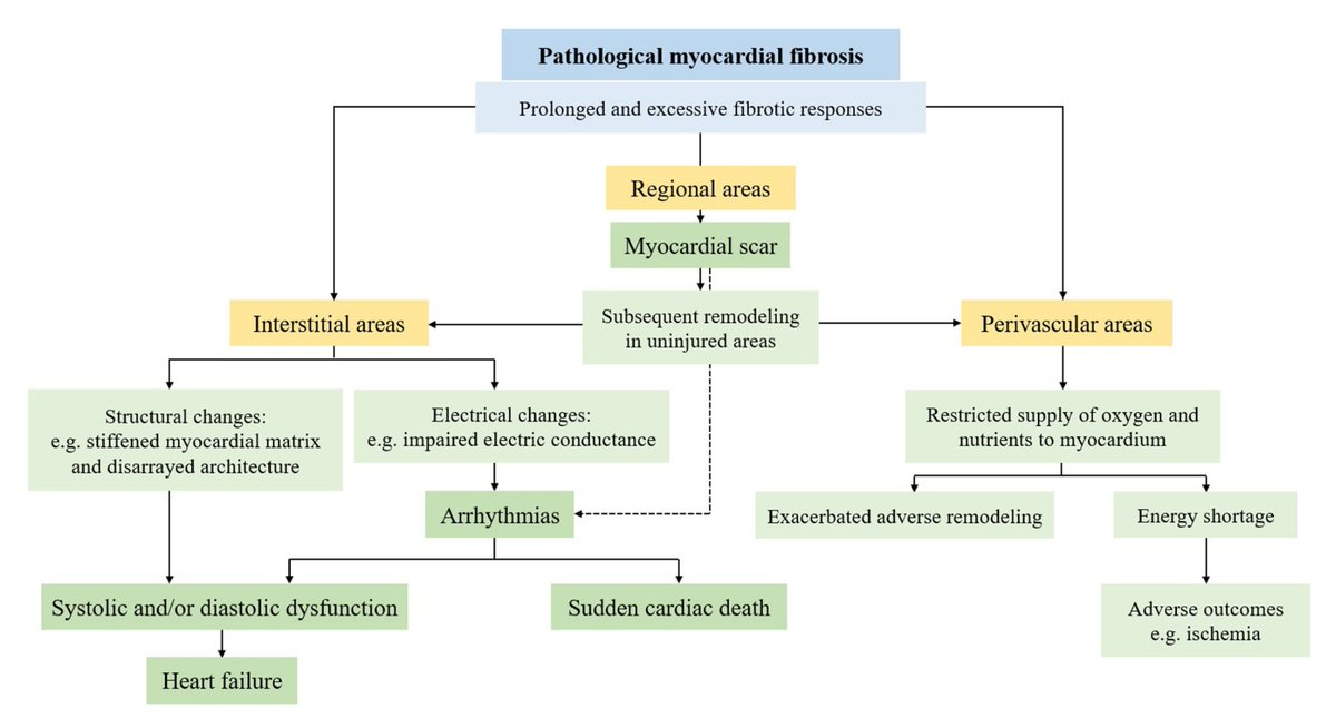 fwkan's tweet photo. Detection of myocardial fibrosis: Where we stand https://t.co/NU76K2OF51 https://t.co/shlrczNaXs