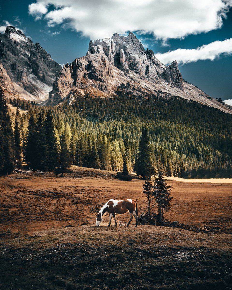 Buskevics's tweet image. GM from south Tyrol ☕️🐴