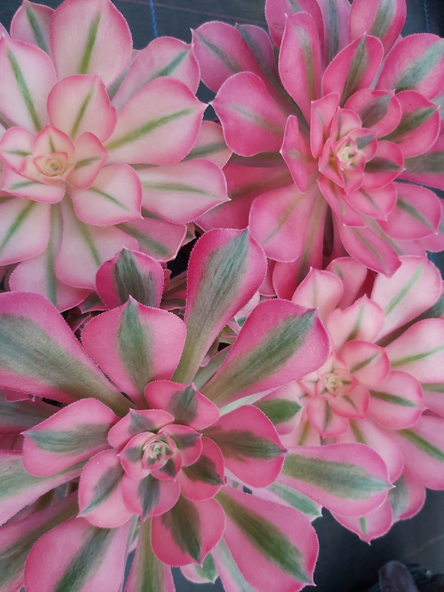 Last Open Afternoon of the year- Join us on Saturday 1st Oct for our last succulent sale. See website for details ottershawcacti.com