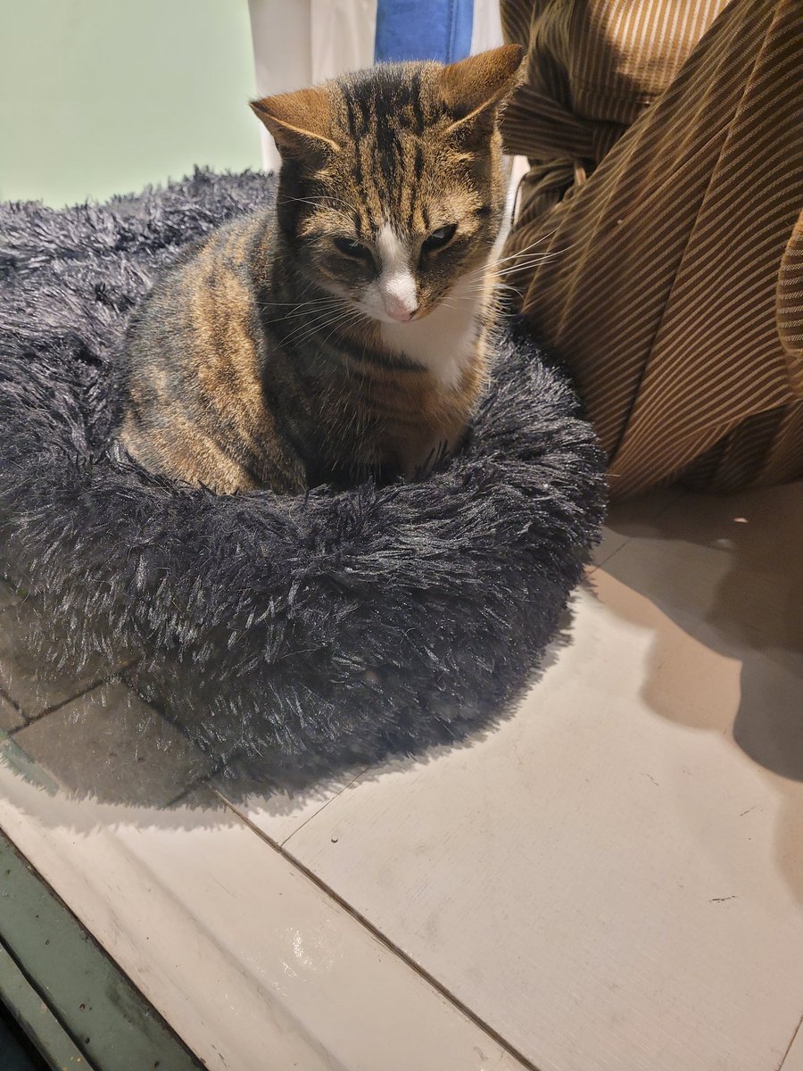 IngiHouse's tweet photo. My side quest was to find all the cats of Holland and love them. #Amsterdam #kitties #Caturday #Cat #CatsofTwittter https://t.co/CgnSHrjAhD