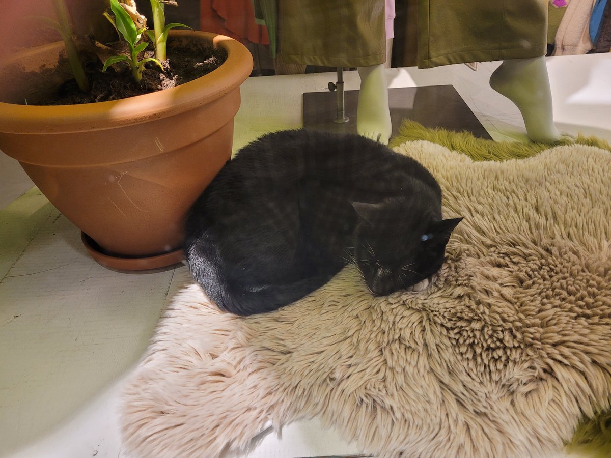 IngiHouse's tweet photo. My side quest was to find all the cats of Holland and love them. #Amsterdam #kitties #Caturday #Cat #CatsofTwittter https://t.co/CgnSHrjAhD