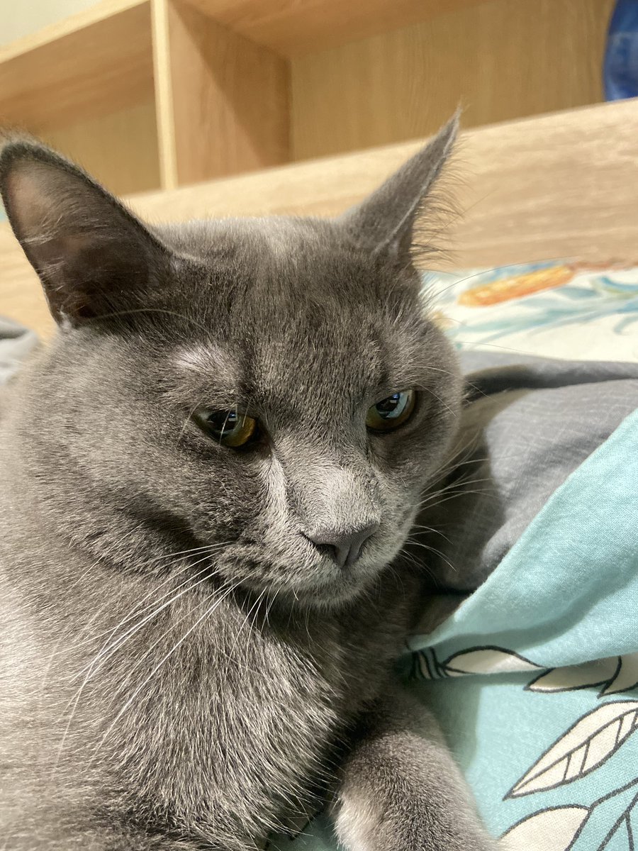 Sweetttez's tweet photo. @wmascat https://t.co/HLfAvvWcFe