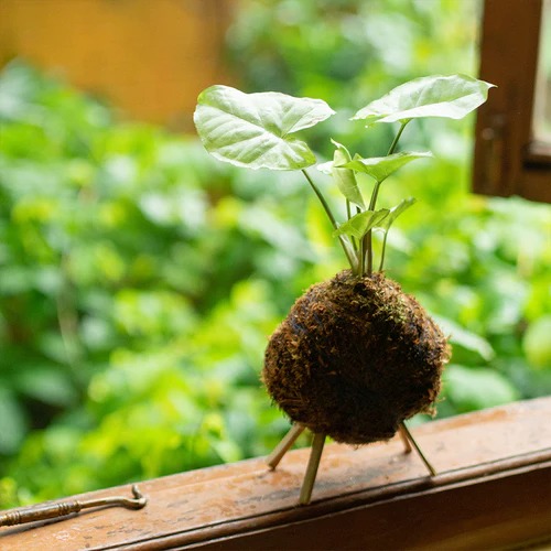 myBageecha's tweet photo. Kokedama is a style of Japanese bonsai, where a plant's root system is simply wrapped in sphagnum moss and bound with string, transforming it into a sculptural art form. Our kokedama is 100% handcrafted.
https://t.co/lASjtIEdJs
#myBageecha #plantsonline #kokedama #thursdayvibes https://t.co/cRpAuJfTD5