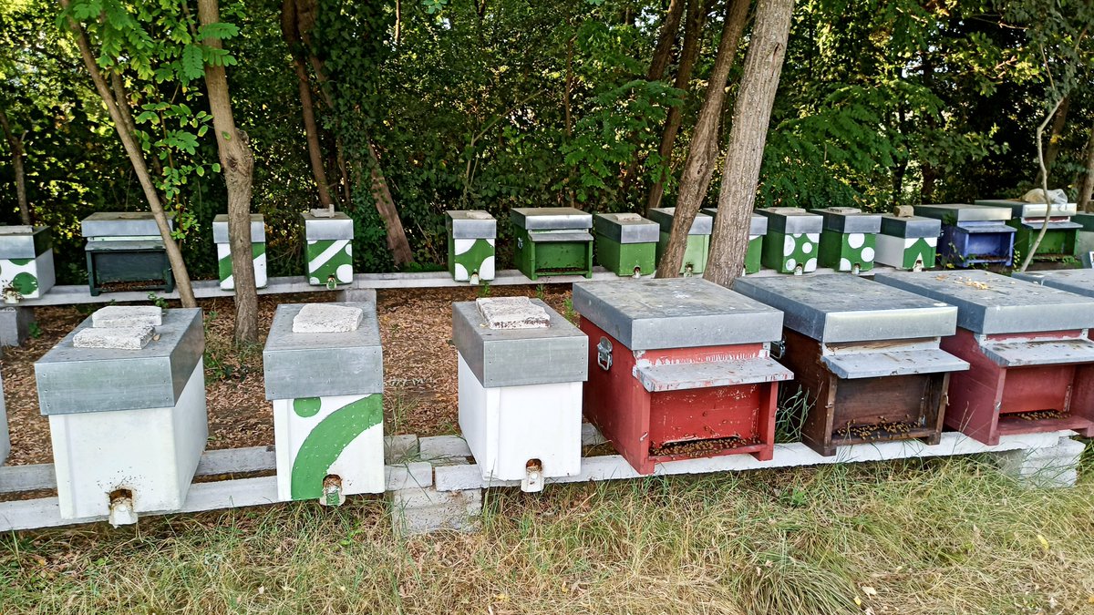 Api_Santamaria's tweet photo. 🐝🐝🐝

Visita il nostro sito Web➡️ https://t.co/h7CmSIm2md
.
.
.
#apicoltura #apicolturaitaliana #beekeeping #api #bees #savethebees #apiary #miele #beehive #natura #nature #mountain #nature_perfection #naturelover #natureshots #naturephoto #paesaggio #campania https://t.co/htJzEhhotH