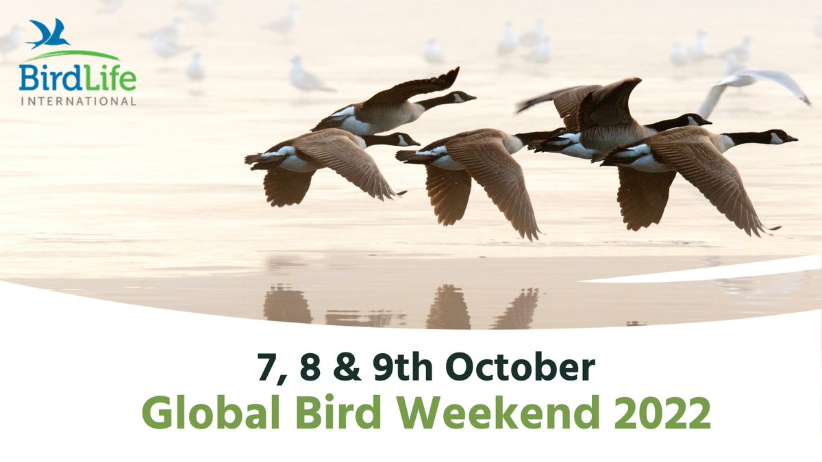 🐤 Take part in #GlobalBirdWeekend! Just go out birding on the 7, 8 and 9 October 2022 and enjoy time in nature. ✍ Report what you see and hear on @Team_eBird and your observations will help scientists better understand global #bird populations. @global_birding