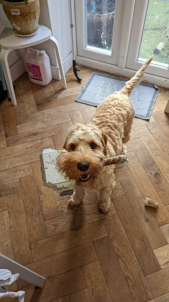 Monkeyfooted Mummy (@monkeyfeettweet) on Twitter photo Oh the irony! Move aside <a href="/chrishemsworth/">Chris Hemsworth</a> #Thor has been defeated by a naughty cockapoo named Stanlee ! I mean I'm not sure the <a href="/Avengers/">© Avengers</a> are looking for a four legged teamie but.... Oh the irony! Move aside <a href="/chrishemsworth/">Chris Hemsworth</a> #Thor has been defeated by a naughty cockapoo named Stanlee ! I mean I'm not sure the <a href="/Avengers/">© Avengers</a> are looking for a four legged teamie but....