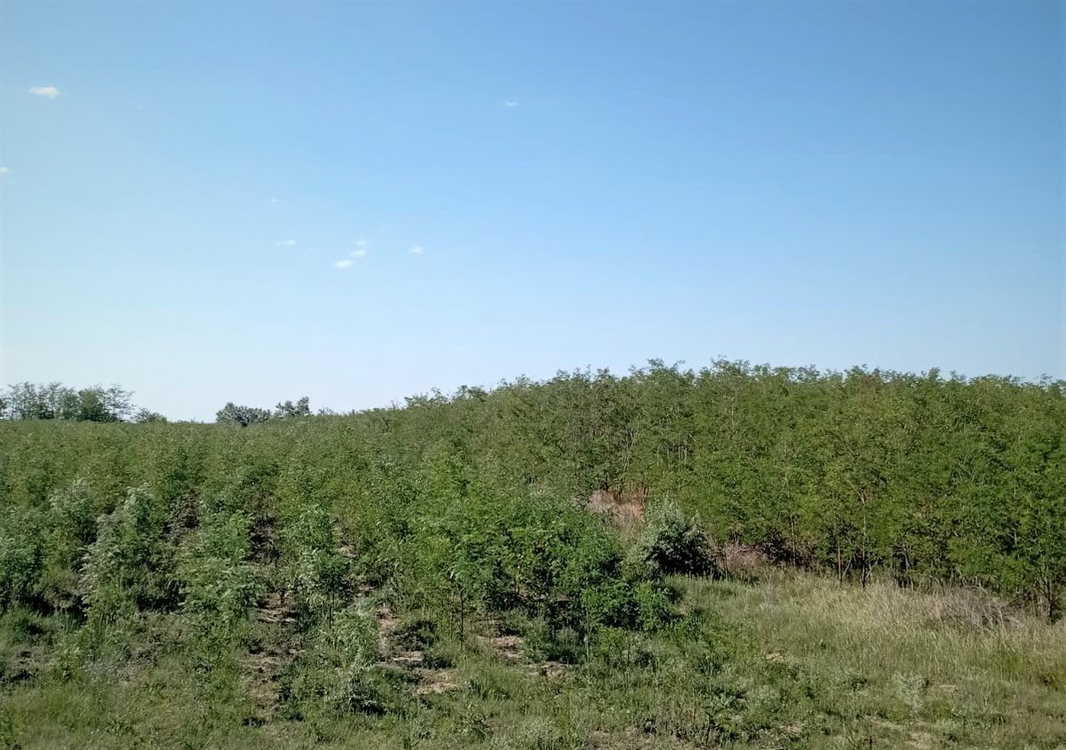 RNP_Romsilva's tweet photo. ℹ️ 🇷🇴 📷 #Păduri tinere, regenerate, în #Brăila la Ocolul Silvic #Ianca din cadrul #Romsilva
ℹ️ 🇬🇧 📷 Young regenerated #forests at Ianca #Forest District in Brăila county, #Romania
#forestry #silvicultură #pădure #nature #natură #forestier #silvic https://t.co/8StDroCS33