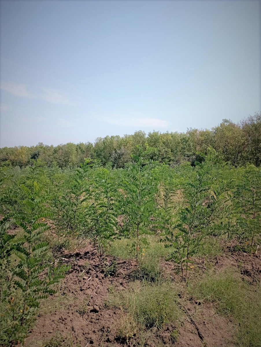 RNP_Romsilva's tweet photo. ℹ️ 🇷🇴 📷 #Păduri tinere, regenerate, în #Brăila la Ocolul Silvic #Ianca din cadrul #Romsilva
ℹ️ 🇬🇧 📷 Young regenerated #forests at Ianca #Forest District in Brăila county, #Romania
#forestry #silvicultură #pădure #nature #natură #forestier #silvic https://t.co/8StDroCS33