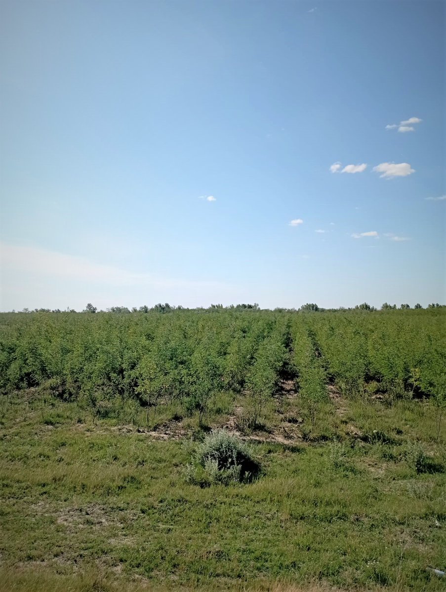 RNP_Romsilva's tweet photo. ℹ️ 🇷🇴 📷 #Păduri tinere, regenerate, în #Brăila la Ocolul Silvic #Ianca din cadrul #Romsilva
ℹ️ 🇬🇧 📷 Young regenerated #forests at Ianca #Forest District in Brăila county, #Romania
#forestry #silvicultură #pădure #nature #natură #forestier #silvic https://t.co/8StDroCS33