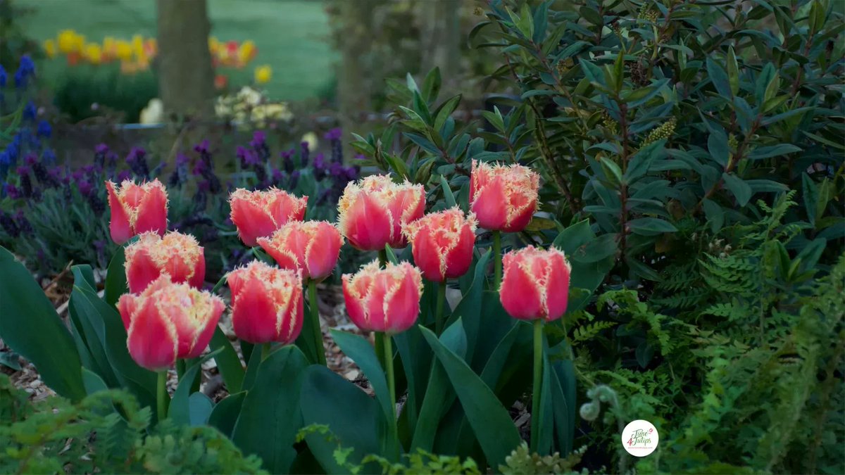 🌷Tulip Brisbane is a beautifully double fringed tulip. The light yellow edges blend perfectly with the pink-peach-like color of the petals. 
#time4tulips #brisbane #tulpen #gardenideas #garteninspiration #tuliplove #fleurs #Floral