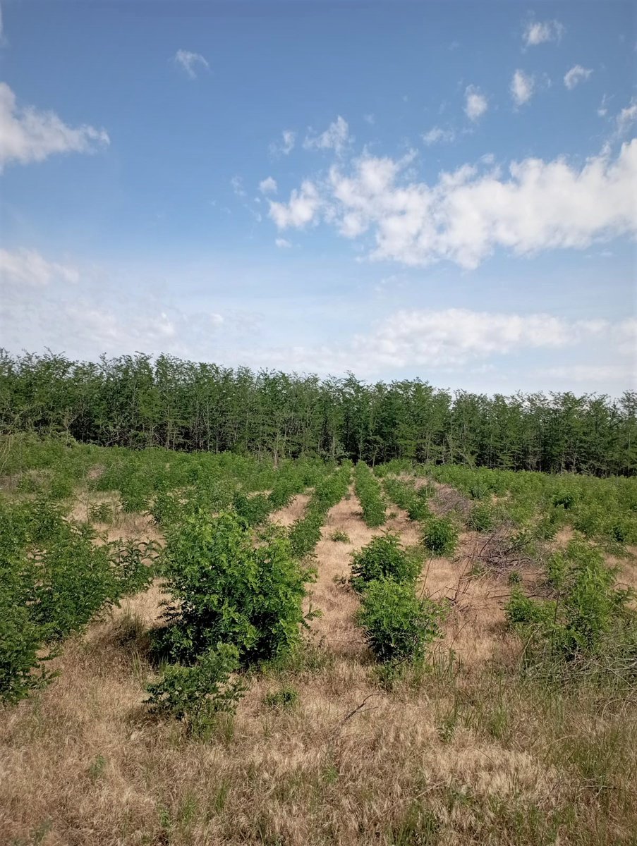 RNP_Romsilva's tweet photo. ℹ️ 🇷🇴 📷 #Păduri tinere, regenerate, în #Brăila la Ocolul Silvic #Ianca din cadrul #Romsilva
ℹ️ 🇬🇧 📷 Young regenerated #forests at Ianca #Forest District in Brăila county, #Romania
#forestry #silvicultură #pădure #nature #natură #forestier #silvic https://t.co/EFV5OZEwhD