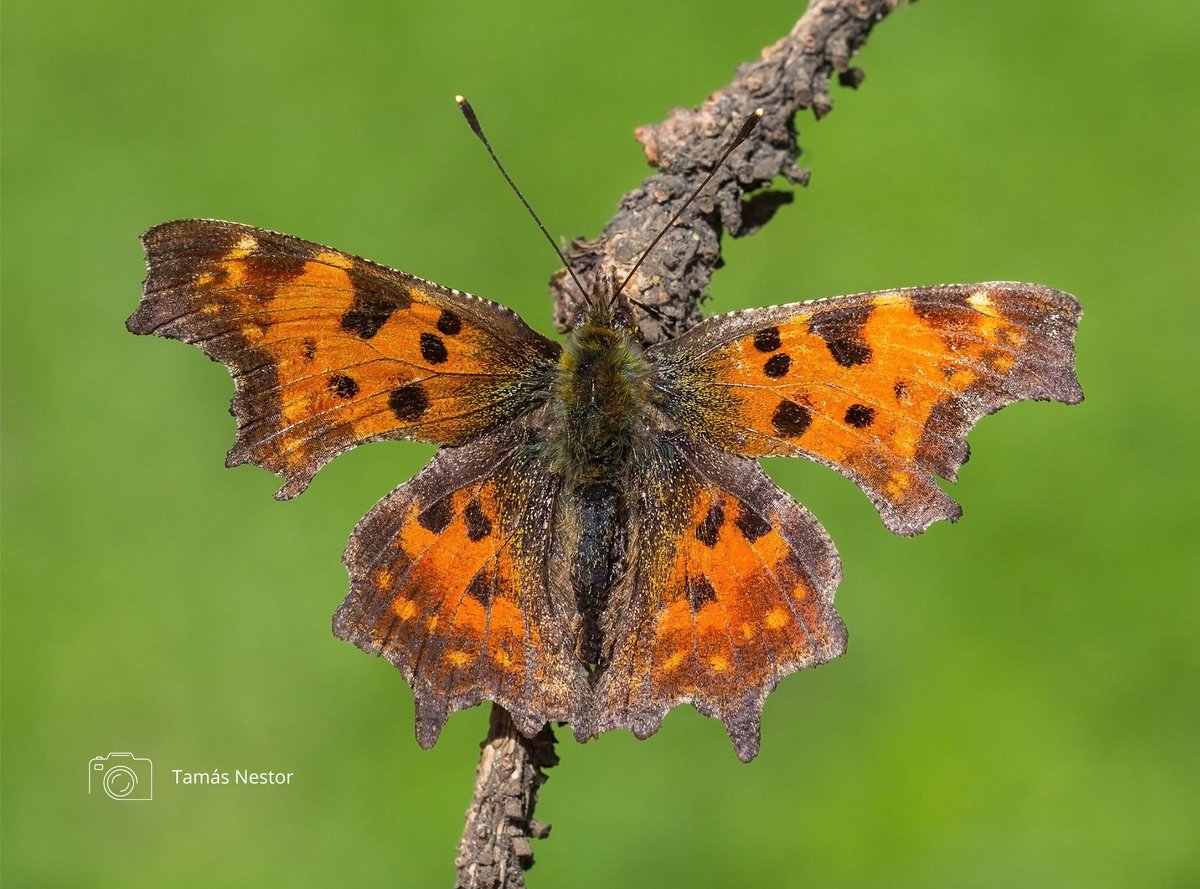 savebutterflies's tweet photo. If Autumn were a butterfly 🍂🦋 

The scalloped edges and cryptic colouring of the Comma's wings conceal hibernating adults amongst dead leaves, while the larvae bear close resemblance to bird droppings!

Find out more on this species 👉 https://t.co/nX05JWs8JU

#SaveButterflies https://t.co/8nyJdvOeag