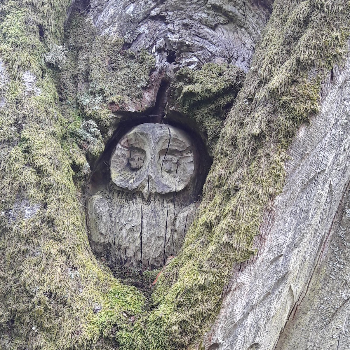 genergy_heal's tweet image. Look closely! 🦉 I love finding so much beauty in nature! 
What new place have you discovered recently? 

#emotioncodehealer #bodycode #bodycodepractitioner #bodycodehealer #healyourself #consciousnessshift #selflove #spiritualhealer #Leeds #nature #autumnwalks