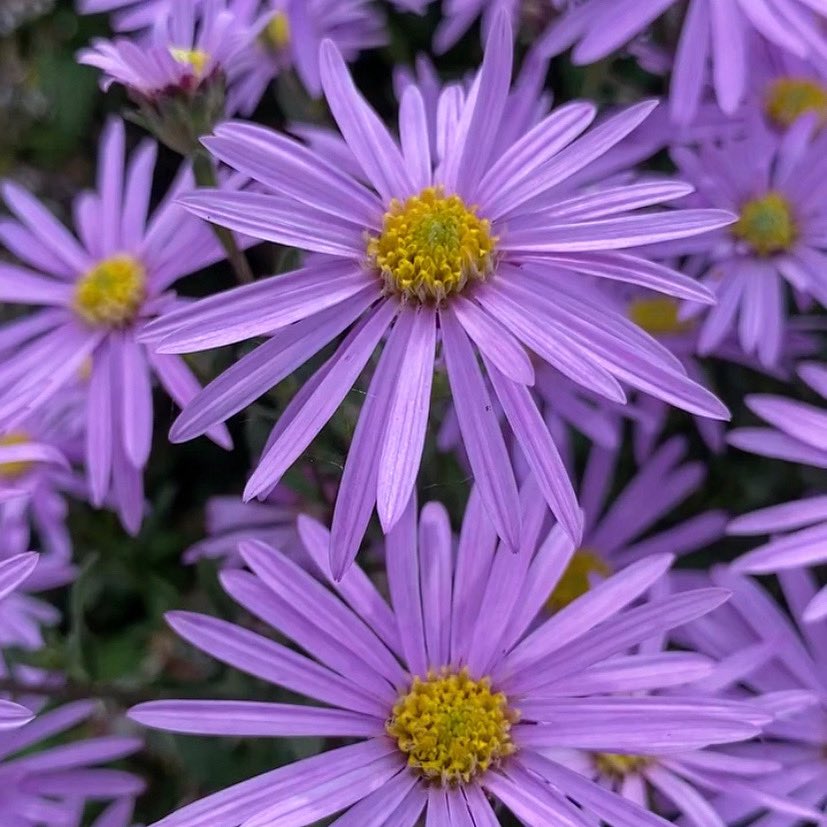 It’s Michaelmas Day, which always reminds me of the brilliance of Michaelmas daisies, so here’s a good one to brighten our day!
#michaelmasday