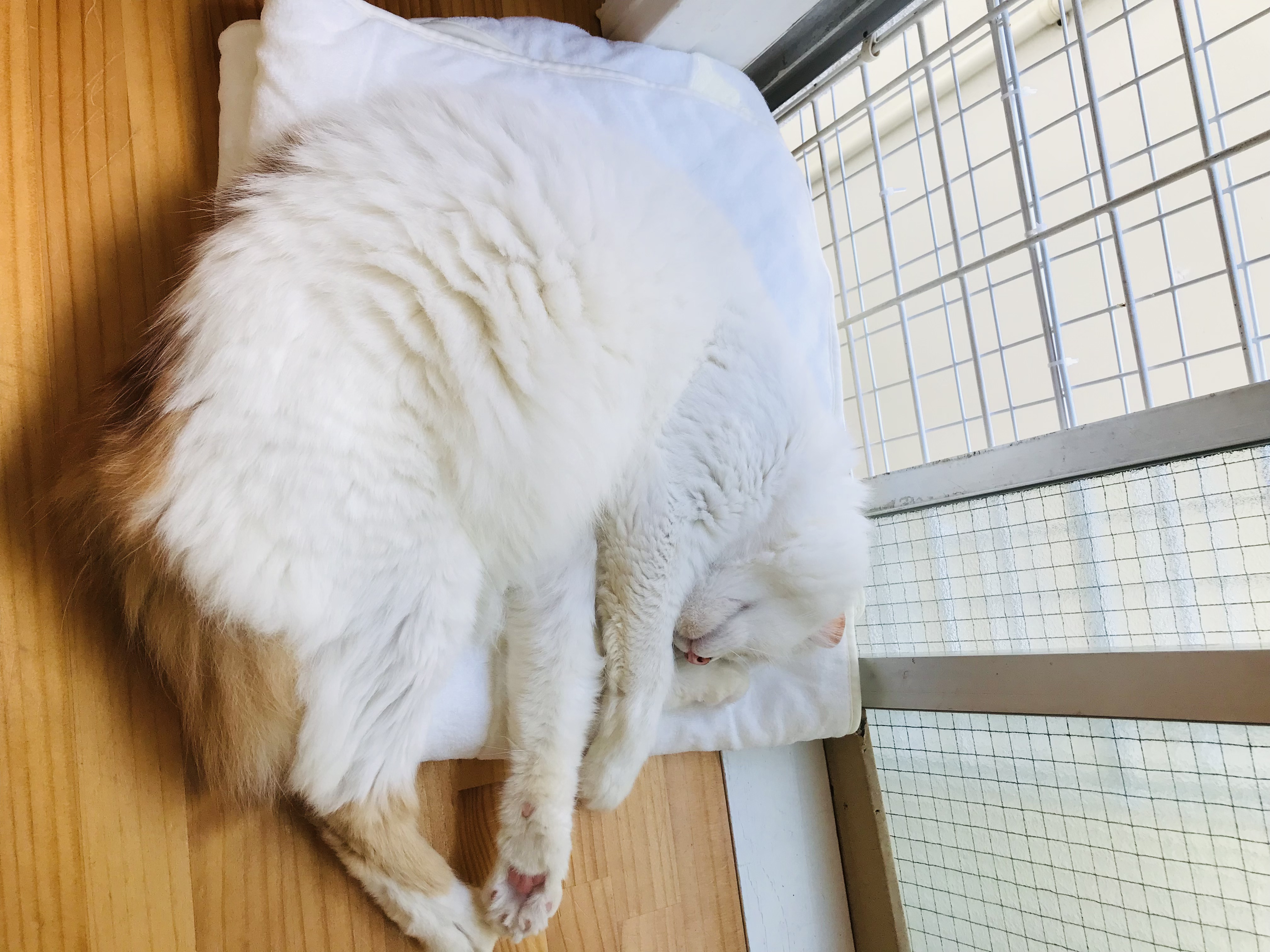 ププミニョン Pupumignon Twitter