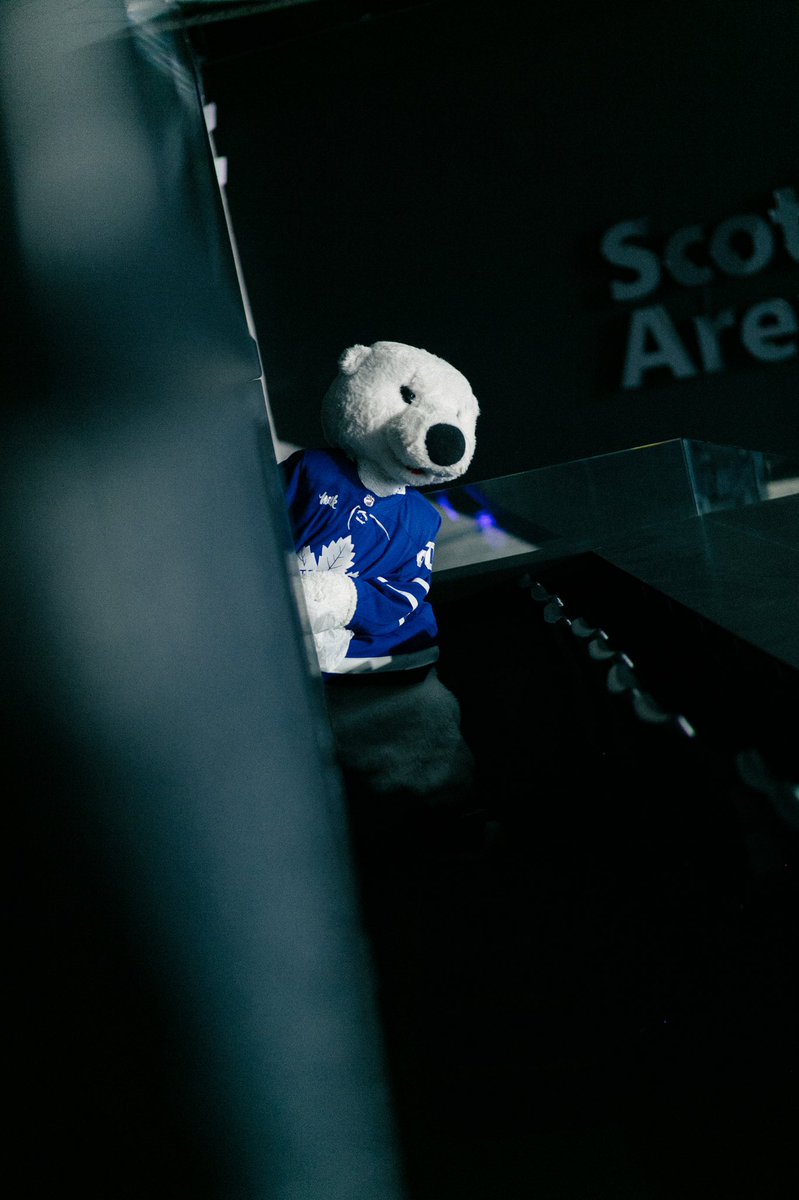 CarltonTheBear tweet media