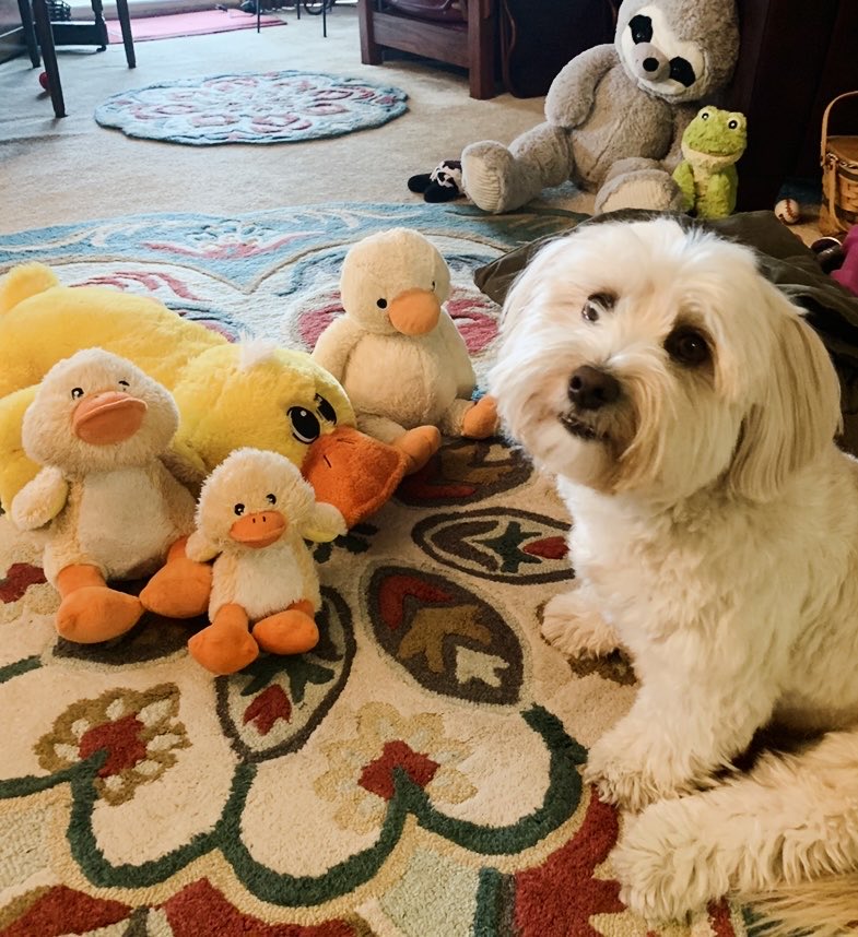 MildMiles4's tweet photo. Have I mentioned how much I like Yellow Ducks?🦆  #DogsLife #DogsOnTwitter  #RescueDog https://t.co/6gOT1qsvxZ