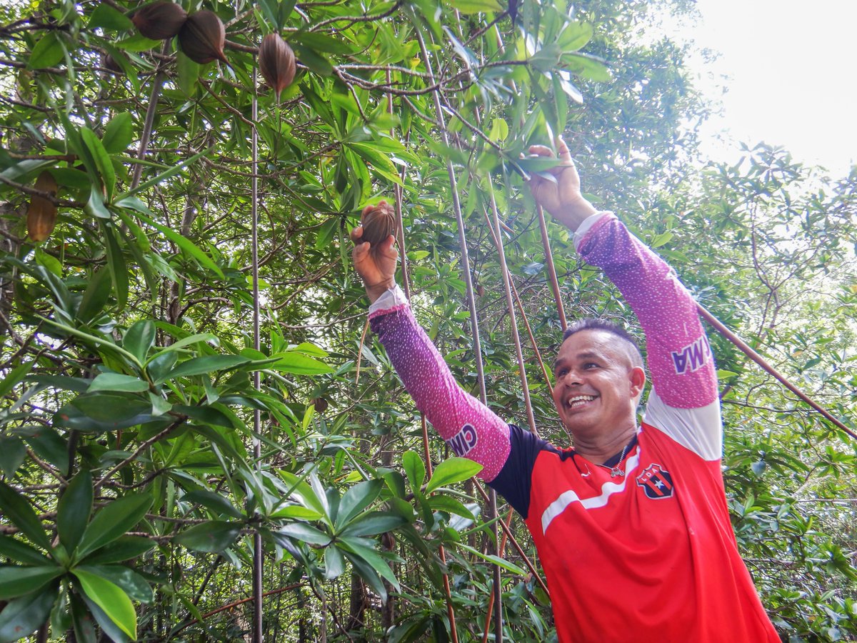 osaconservation's tweet photo. THANK YOU APREMAA! 💪🌳
This month, we finished #restoring 30ha of #mangrove habitat 🌴 with our #community partner #organization APREMAA! Their #passion for mangrove restoration &amp; commitment to #sustainable alternatives to #piangua🦪 extraction is #inspiring! https://t.co/tP4EqLxmsG