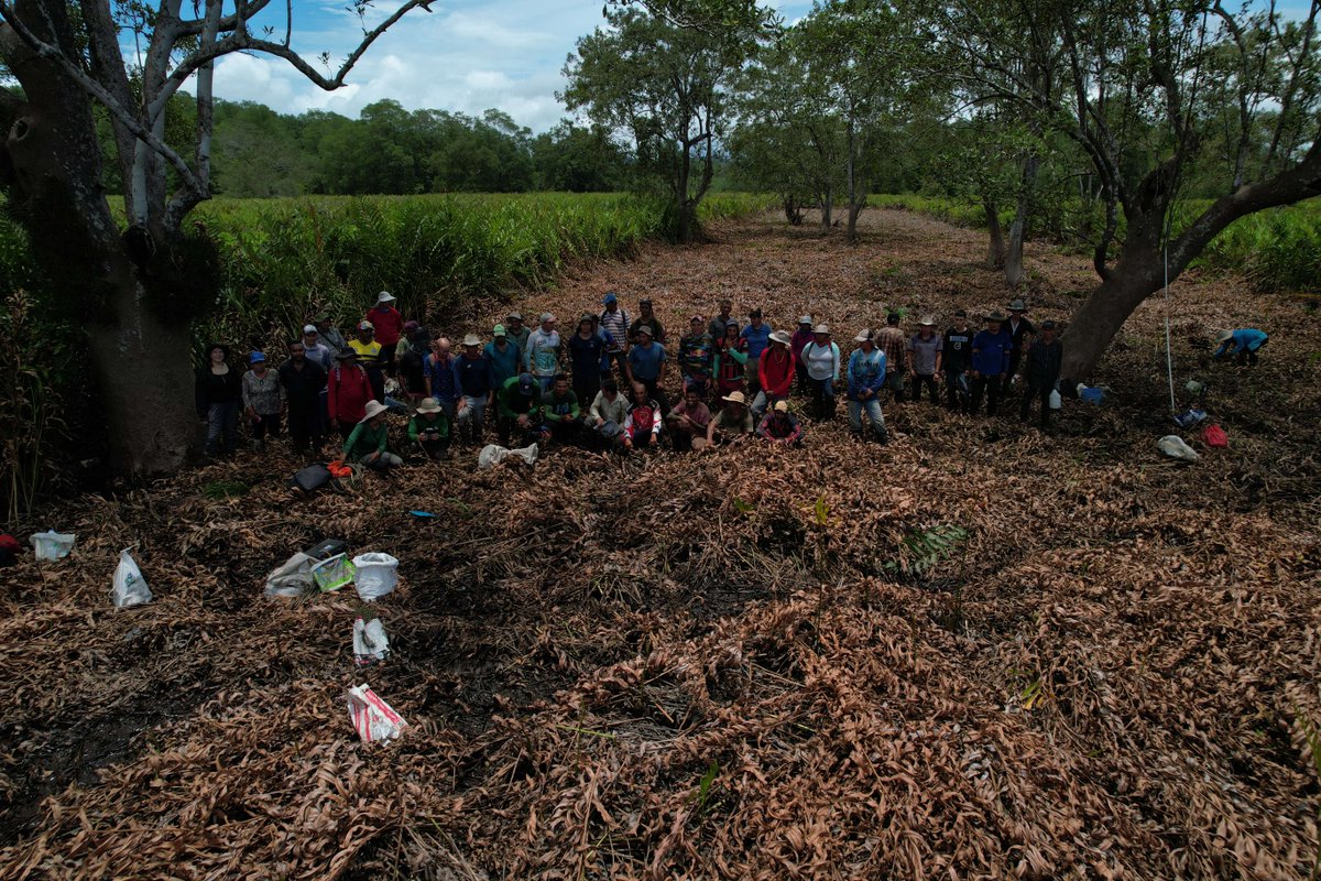 osaconservation's tweet photo. THANK YOU APREMAA! 💪🌳
This month, we finished #restoring 30ha of #mangrove habitat 🌴 with our #community partner #organization APREMAA! Their #passion for mangrove restoration &amp; commitment to #sustainable alternatives to #piangua🦪 extraction is #inspiring! https://t.co/tP4EqLxmsG