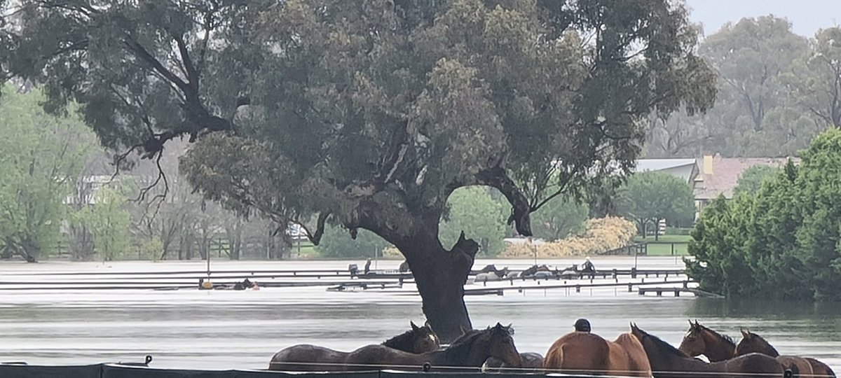 pamurrell's tweet image. Horses at Yulong Stud in Mangalore are trapped in floodwaters. Owners doing the best they can to rescue them. If you know anyone with a boat please get in contact with them, they are desperate for help. @10NewsFirstMelb
