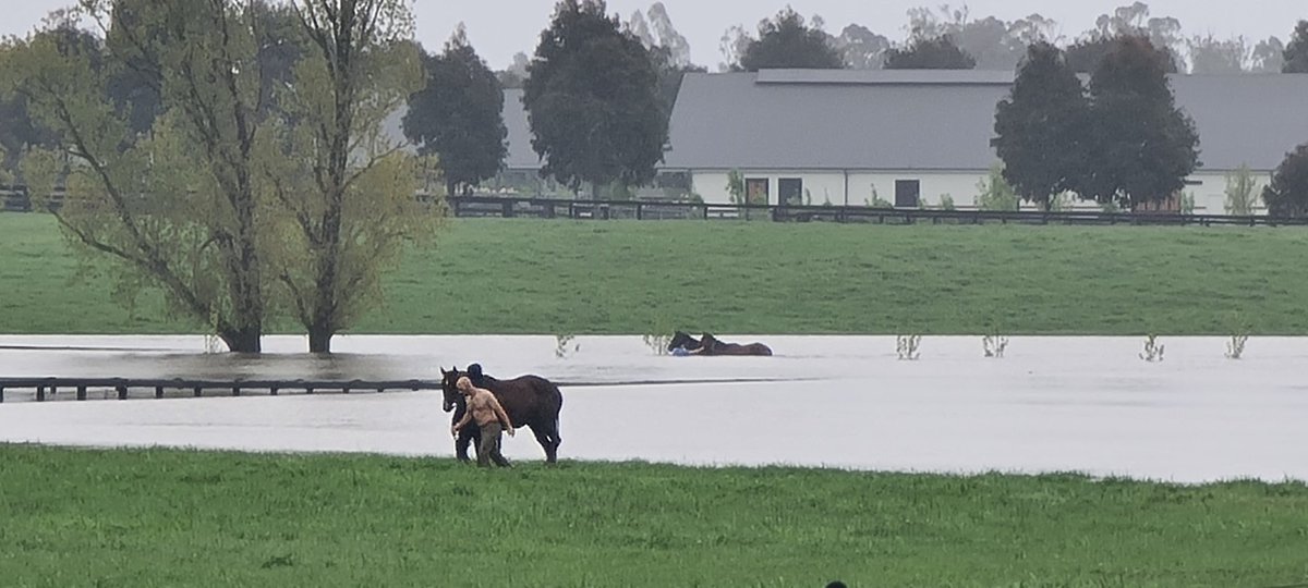 pamurrell's tweet image. Horses at Yulong Stud in Mangalore are trapped in floodwaters. Owners doing the best they can to rescue them. If you know anyone with a boat please get in contact with them, they are desperate for help. @10NewsFirstMelb
