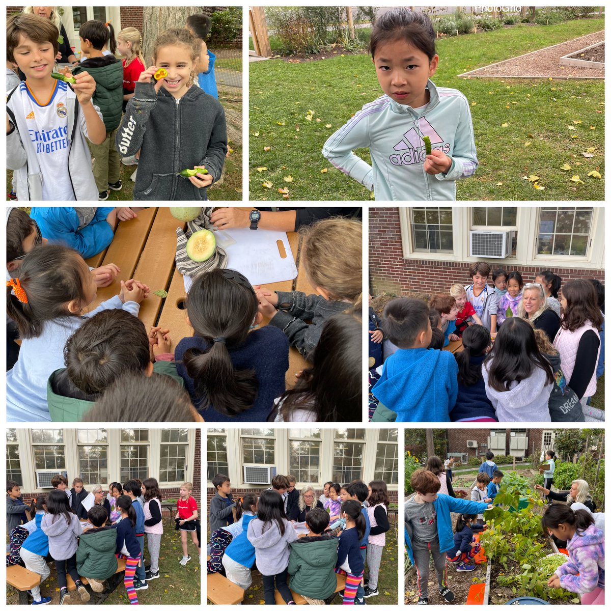 MrsCorrenti3's tweet image. We are lucky we got into the garden before the rain today! We pulled the now inedible beans from green beans, which will become our spring seeds to plant! We also did some perspective writing. The best part of course is tasting! @yournewnature #greenacrespride
