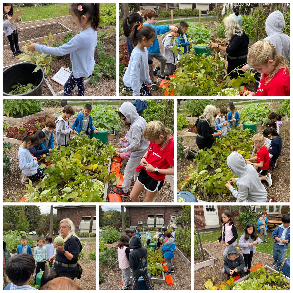 MrsCorrenti3's tweet image. We are lucky we got into the garden before the rain today! We pulled the now inedible beans from green beans, which will become our spring seeds to plant! We also did some perspective writing. The best part of course is tasting! @yournewnature #greenacrespride