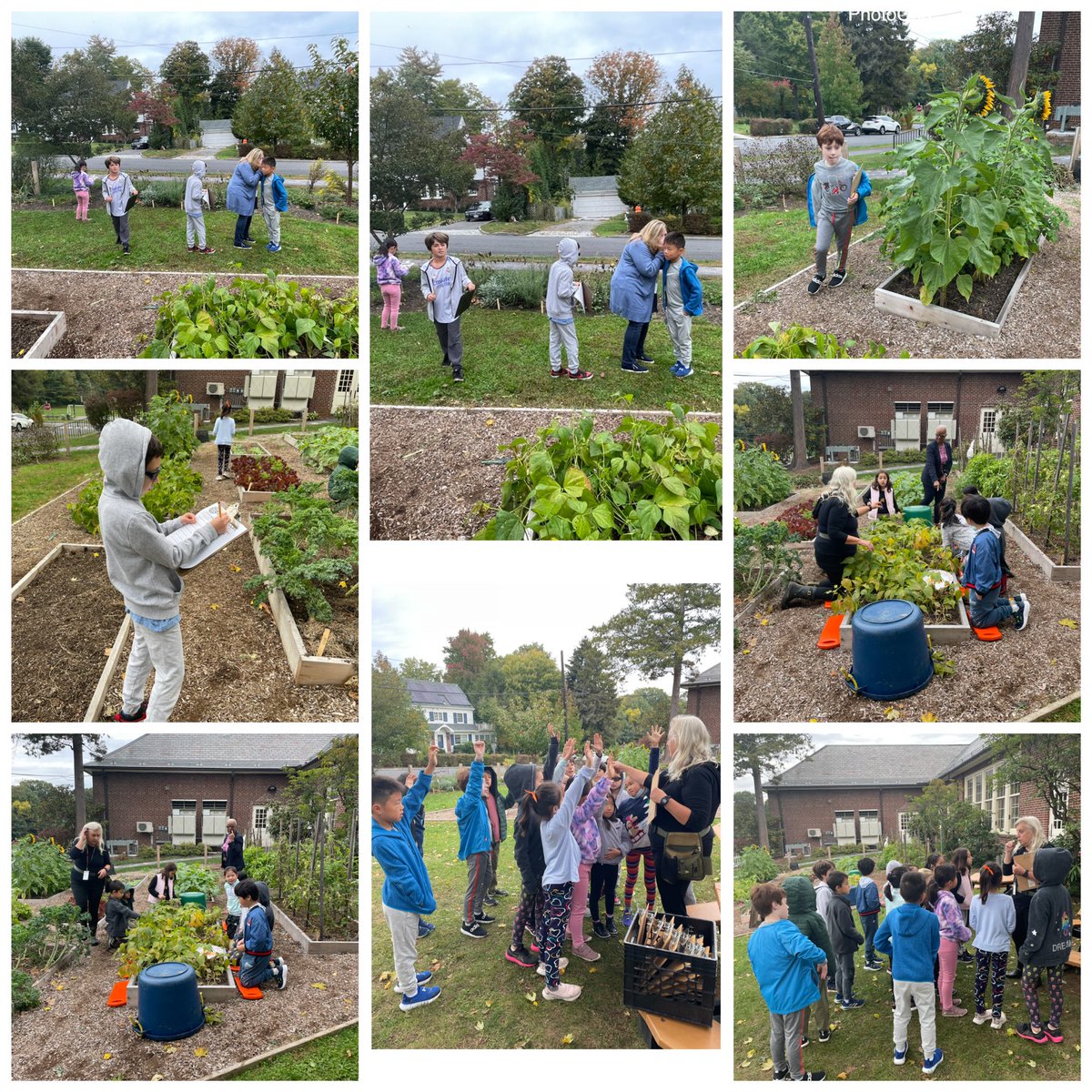MrsCorrenti3's tweet image. We are lucky we got into the garden before the rain today! We pulled the now inedible beans from green beans, which will become our spring seeds to plant! We also did some perspective writing. The best part of course is tasting! @yournewnature #greenacrespride