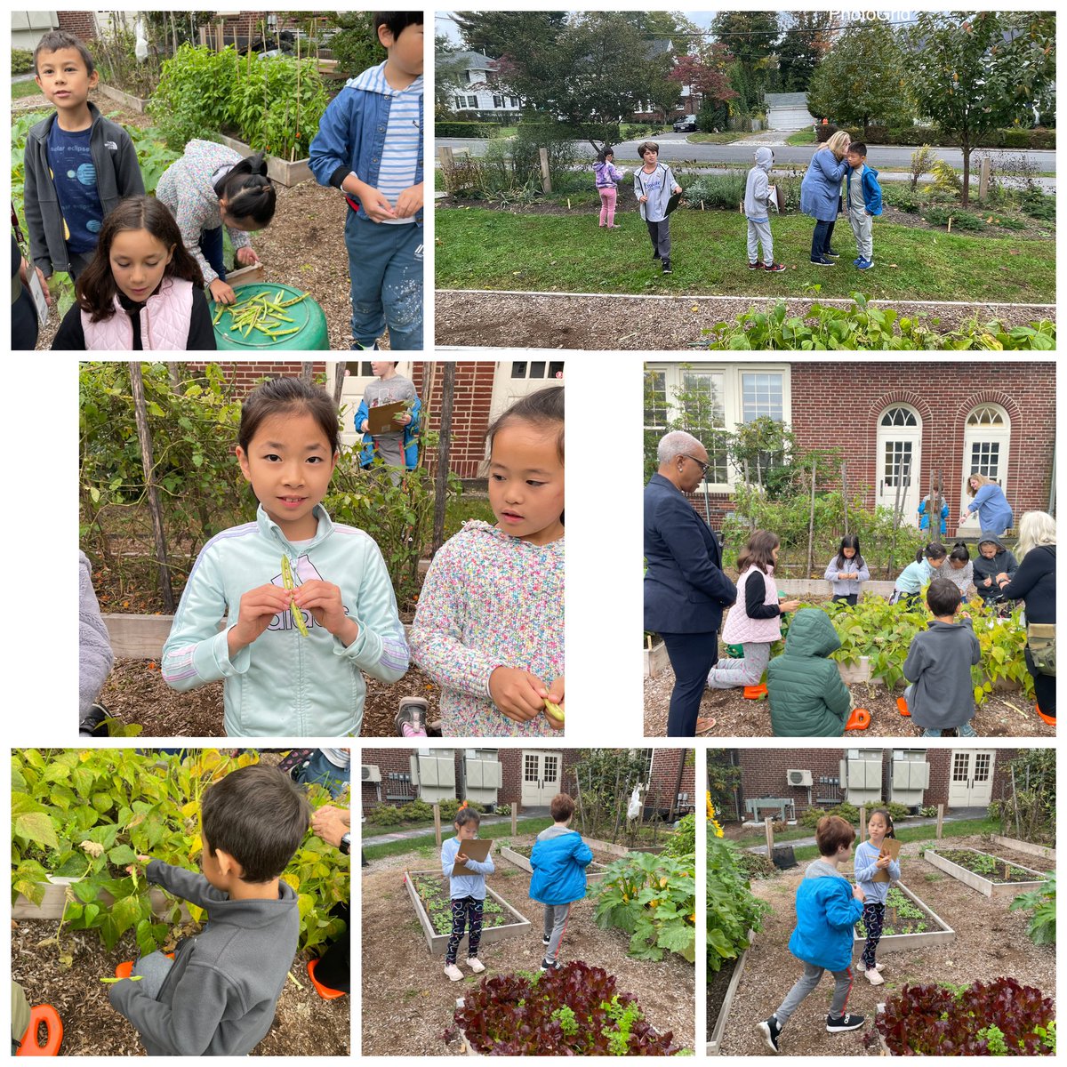 MrsCorrenti3's tweet image. We are lucky we got into the garden before the rain today! We pulled the now inedible beans from green beans, which will become our spring seeds to plant! We also did some perspective writing. The best part of course is tasting! @yournewnature #greenacrespride