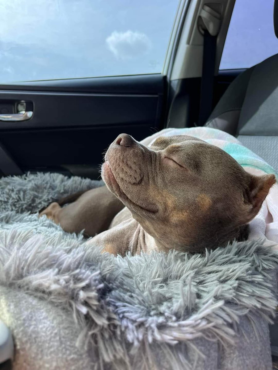 This is Gigi. She was just adopted and is on her way home to the good life. Thinks she could get used to this lifestyle. 13/10