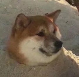 I'm kinda busy for finding a job😢might not come here as frequently as usual…… but I'll be back!

↓unemployed me↓