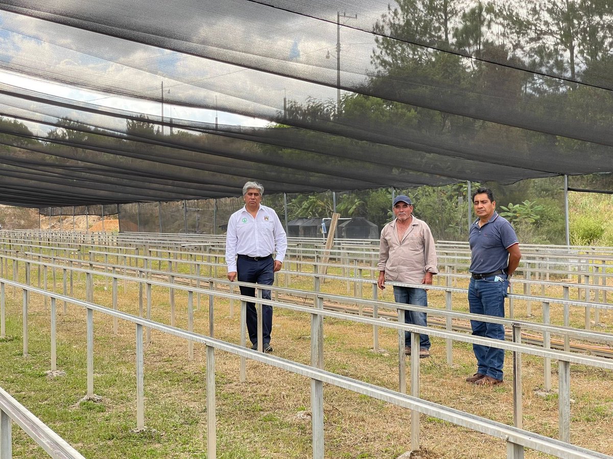 MAmbienteFAHHO's tweet photo. En la Sierra Sur en el vivero de Monjas, con la Autoridad Mpal. verificamos la donación de 458 mil árboles de 18 especies. Beneficiando a 92 localidades y 54 municipios de la Sierra Sur, Costa y V.Centrales, como parte de la #Reforestación Social que impulsa la FAHHO en el Estado https://t.co/jDvzPlchob