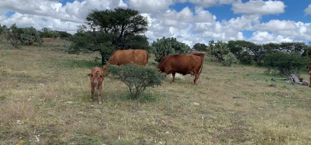 OraleVGuerrero's tweet photo. Durango necesita una Ley de Pastizales, sin pasto no hay ganadería: SAGDR - https://t.co/x6A2lpHpsn https://t.co/kPpPJro4jZ